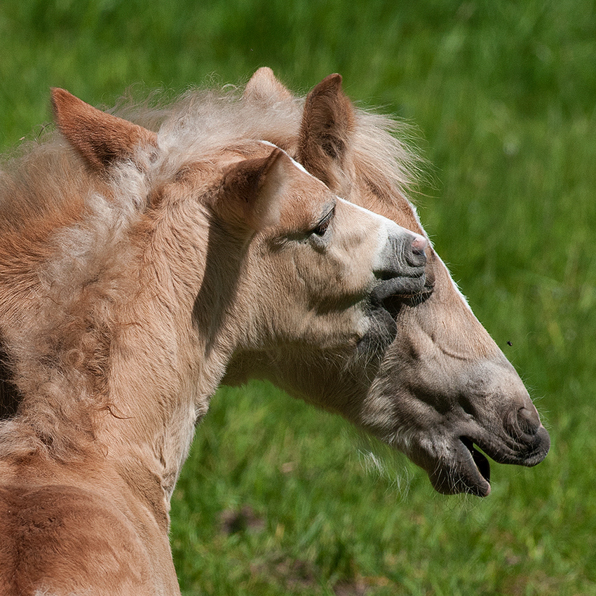 4711 Pferd Tiere D33_7129-1 Kopie.jpg